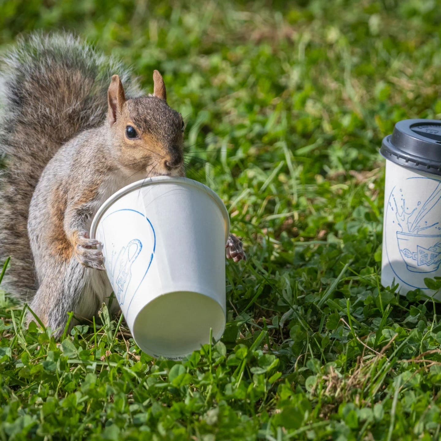 Un écureuil du parc Jarry avec son gobelet